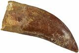 Carcharodontosaurus Tooth - Real Dinosaur Tooth #234287-1